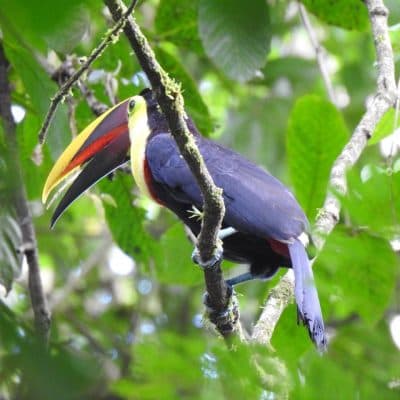 The Best of Arenal — Full Day Combo - 2