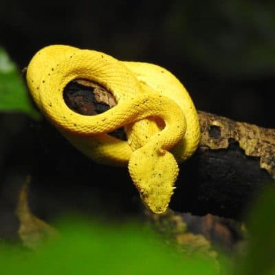 The Best of Arenal — Full Day Combo - 3