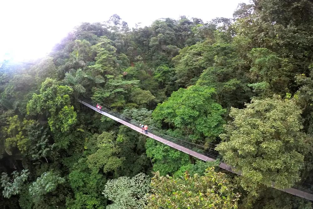 Arenal Hanging Bridges - 5