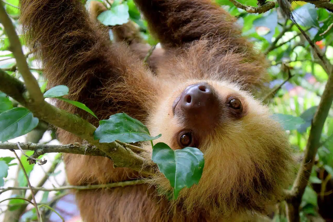 Sloths in Costa Rica: The Gentle Giants of the Canopy