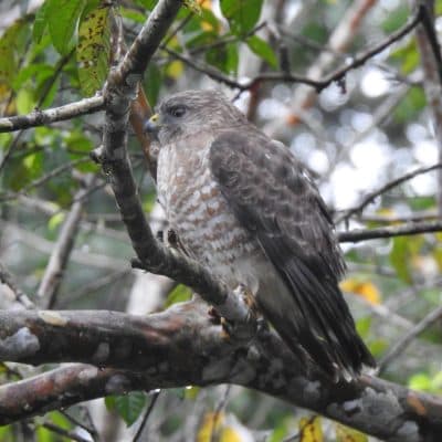 Birdwatching Tour - 2