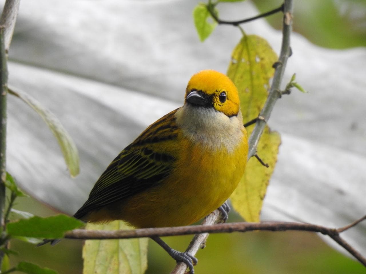 Birdwatching Tour - 3