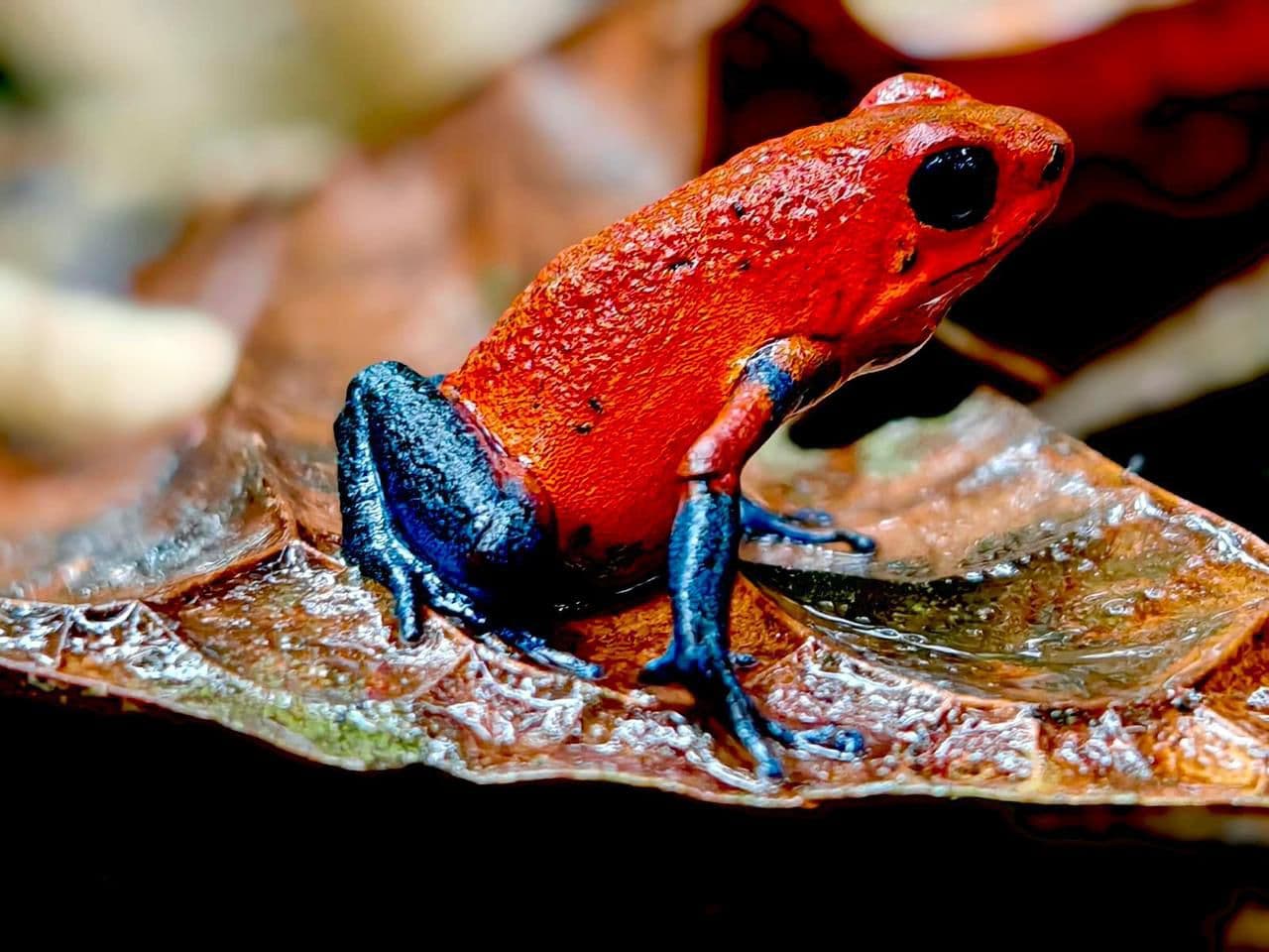Blue Jeans Poison Dart Frog — Costa Rica