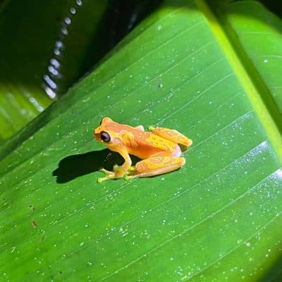 Night Rainforest Walk - 2