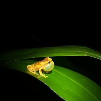 Night Rainforest Walk - 3