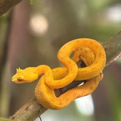 Night Rainforest Walk - 5