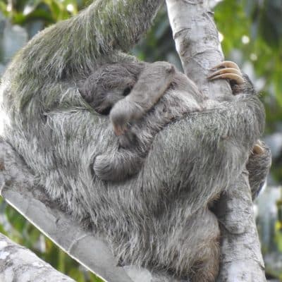 Sloth & Wildlife Tour - 2
