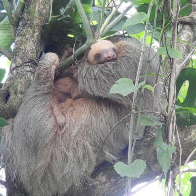 Sloth & Wildlife Tour - 3