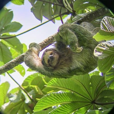 Sloth & Wildlife Tour - 4